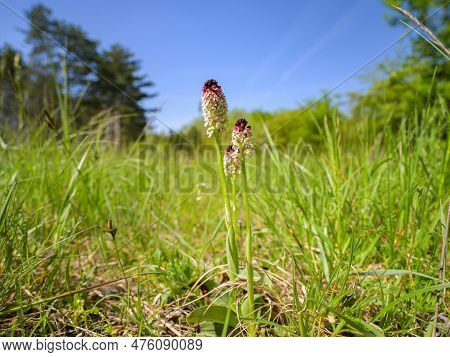 Closeup Of A Burnt Orchid (orchis Ustulata) On A Sunny Day In Spring, Vienna (austria)