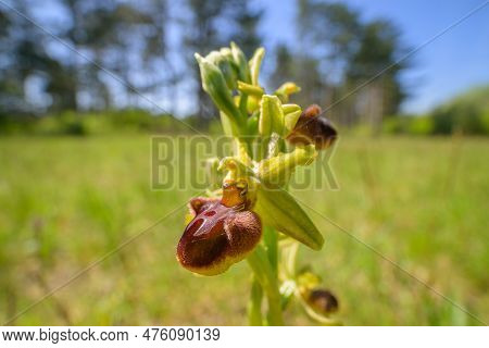 Closeup Of An Early Spider Orchid (ophrys Sphegodes) On A Sunny Day In Spring, Vienna (austria)