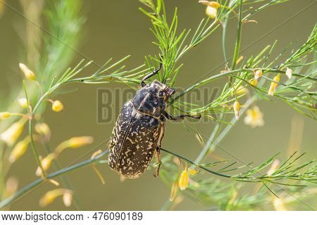 A Big Walker Beetle (polyphylla Fullo) Sitting On A Plant, Sunny Day In Summer In Northern France