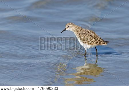 A Little Stint Standing In The Water At The Beach, Looking For Food, Sunny Day In Springtime In Cama