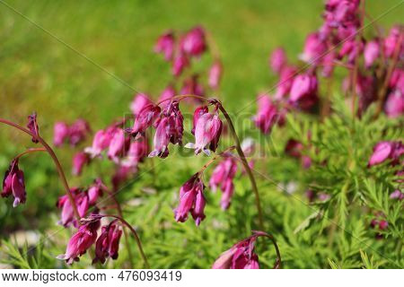 Dicentra Spectabilis Bleeding Heart Flowers In Hearts Shapes In Bloom, Beautiful Lamprocapnos Bright