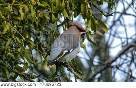 The Bohemian Waxwing (bombycilla Garrulus). A Bird In An Apple Tree With Mistletoe (viscaceae) Growi
