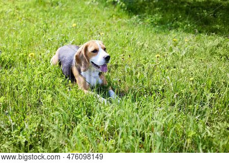 The Dog Beagle Is Lying On The Green Grass In A Summer Meadow On A Hot Sunny Day.