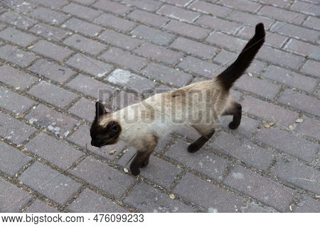 Cat. Stray Cat Walking Through The Streets Of Madrid. Animal Companion. Cat With Blue Eyes And With 