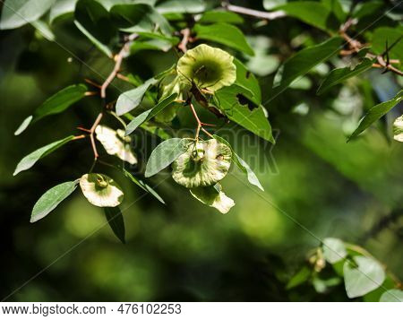 Close-up Of Leaves And Flowers Of Paliurus Spina-christi