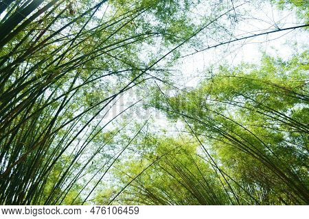 Bamboo Tree Tunnel At Wat Chulabhorn Wanaram Travel Location In Thailand