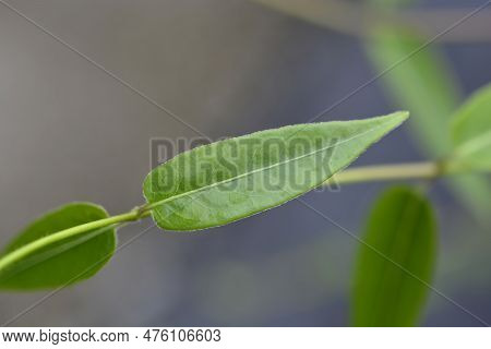 Henrys Honeysuckle Green Leaves In The Spring