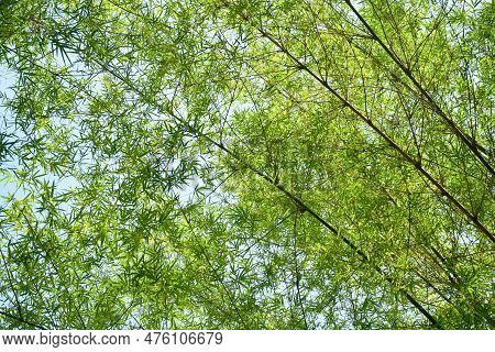 Bamboo Tree Tunnel At Wat Chulabhorn Wanaram Travel Location In Thailand