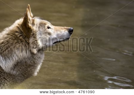 Grey Wolf em olhar o Wate