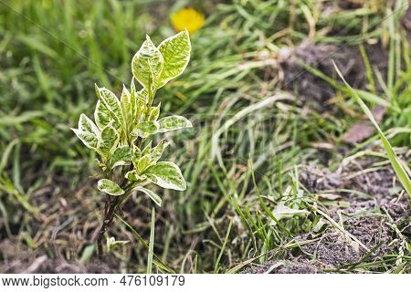 Young Sapling With Loosened Leaves Of Derens Belii Elegantissima. Hedge