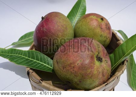 Delicious Mango Fruits In Basket. Colourful Big Mangoes