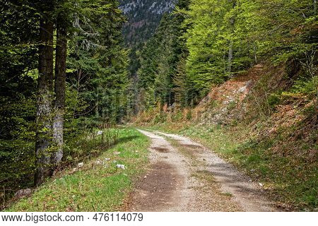 A Path In Forests Of Vercors Mountain Range