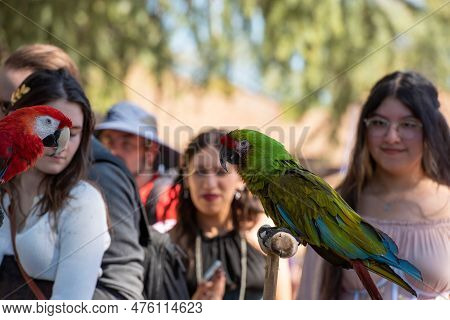 Folsom, Ca, September 24, 2022. Red And Green Macaws And The Public At The Folsom Renaissance Faire.