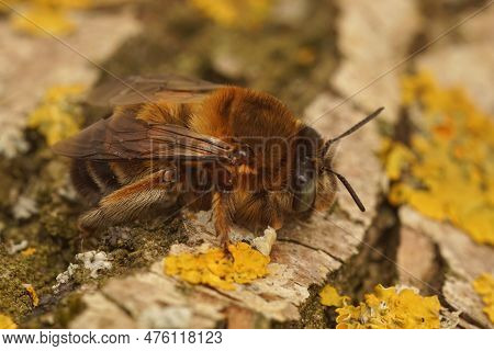 Natural Closeup On The Bulky And Hairy Female Anthophora Affinis Solitary Bee In The Mediterranean