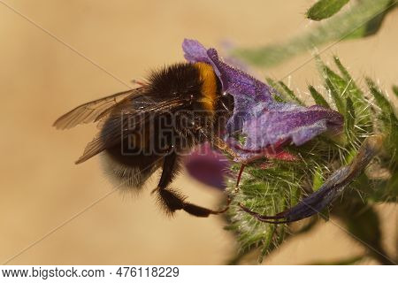 Natural Closeup On A Large Earth Or Buff-tailed Bumblebee , Bombus Terrestris Drinking Nectar From A