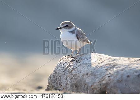 Tiny Cute Snowy Plower Is Sitting On The Big Rock In The Beach.