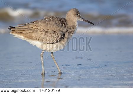 Willet In Dull Non Breeding Plumage Is Standing In The Water Of The Ocean Beach.