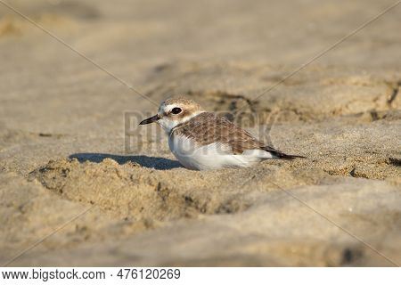 Tiny Cute Snowy Plower Is Sitting In The Ocean Beach On The Sand.