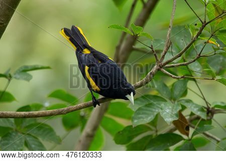 Bright Bird Yellow-winged Cacique Perched On A Tree With Green Foliage And Watching Curiously From T