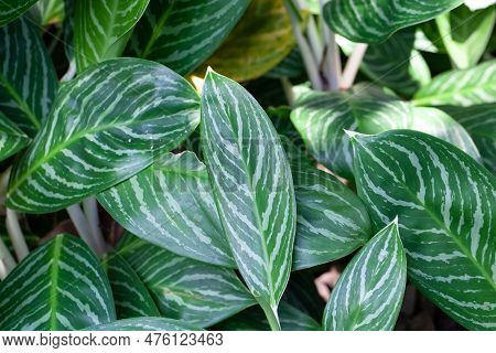 Leaves Of The Chinese Evergreen Species Aglaonema Nitidum