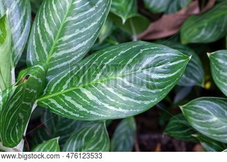 Leaves Of The Chinese Evergreen Species Aglaonema Nitidum
