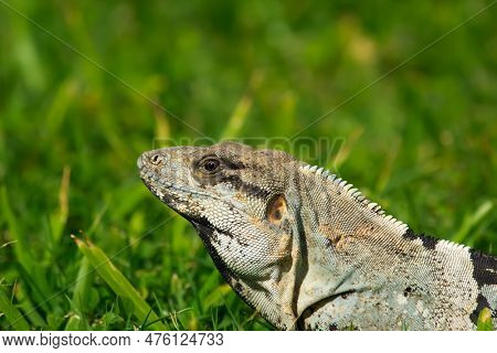 Mexican (or Western) Spiny-tailed Iguana, Or Stenosaura Pectinata, Is Looking From The Grass In A Su