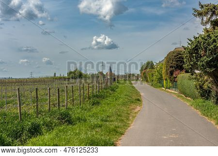 Vineyards In The Rhein Main Regional Park Near The Floersheimer Warte