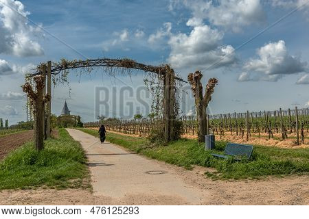 Vineyards In The Rhein Main Regional Park Near The Floersheimer Warte