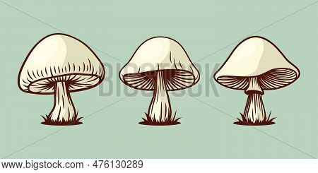 Vector Hand Drawn Mushroom With Outline Icon Set Isolated. White Pale Grebe, Fly Agaric Scetch, Dood