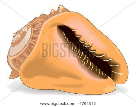 Cockleshell