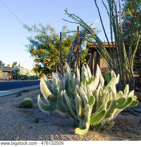 Opuntia Erinacea Ursine Also Known As Snow Ponytail Cactus Shining In Morning Sun Rays