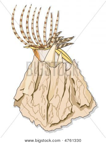 Cockleshell