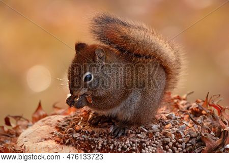 Cute Fluffy American Red Squirrel Is Sitting On The Stump And Eating Seeds From Dry Sunflower Head I