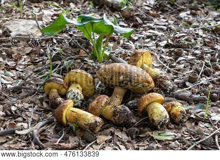 A Bunch Of Freshly Picked Young Edible Mushrooms - Leccinellum Lepidum - Lies On A Layer Of Grass An