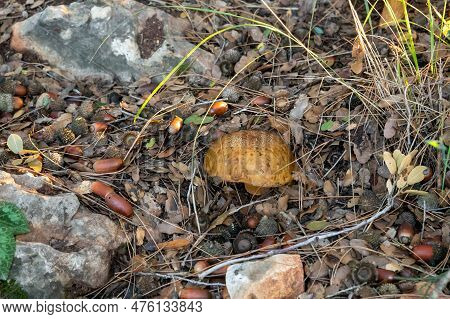 A Young Edible Mushroom - Obabok Blackening - Leccinellum Lepidum Makes Their Way Through A Layer Of