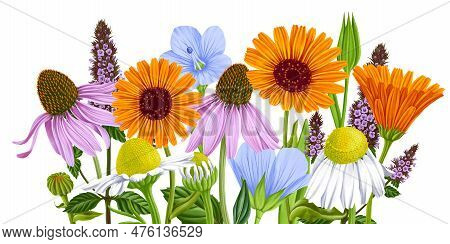 Drawing Realistic Flowers At White Background, Calendula, White Daisy, Echinacea, Peppermint And Blu