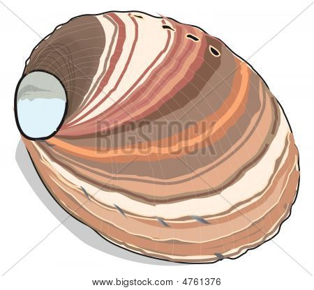 Cockleshell