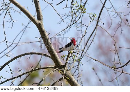 Red-headed Woodpecker,(melanerpes Erythrocephalus) Bird In Spring In The Park During Nesting
