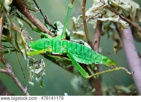 The Stickworm Is Multi-winged (lat. Phasmatodea) Green Color Similar To A Leaf Sitting On The Branch
