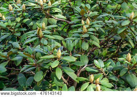 Light Pink Rhododendron Caucasicum On A Background Of Green Leaves