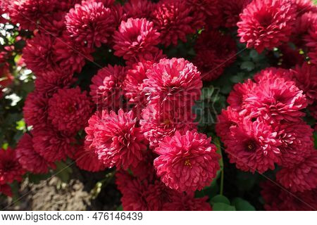 Multifold Of Red Flowers Of Chrysanthemums In October