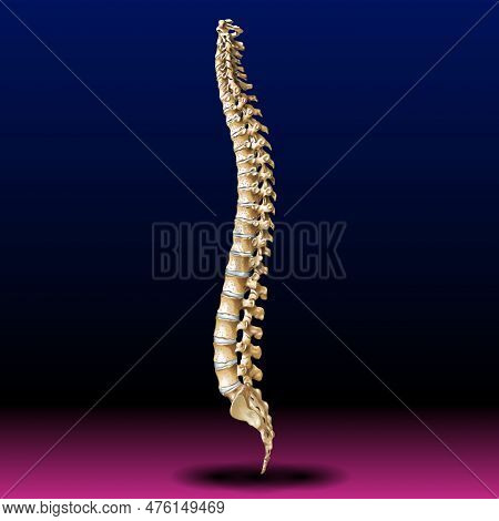 Back Bone - Vertebrae - Spine - Tailbone - Medical - Health - Graphic - Pharma