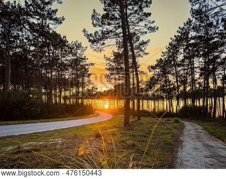 Sun Shining Over Road, Path, Walkway Through Pine Forest. Sunset Over The Trees Near The Atlantic Co