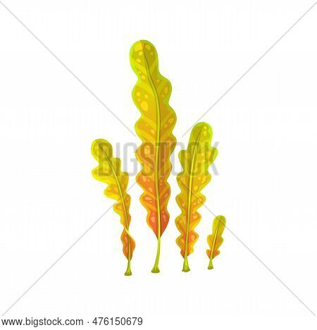 Cartoon Underwater Kelp Seaweed Plant. Aquarium And Sea Algae. Ocean Aquatic Plant, Coral Reef Marin