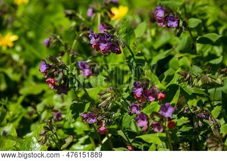 Blossom Of Bright Pulmonaria In Spring. Lungwort. Flowers Of Different Shades Of Violet In One Inflo