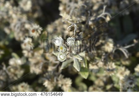 Everlasting Summer Snow Flowers And Seed Heads
