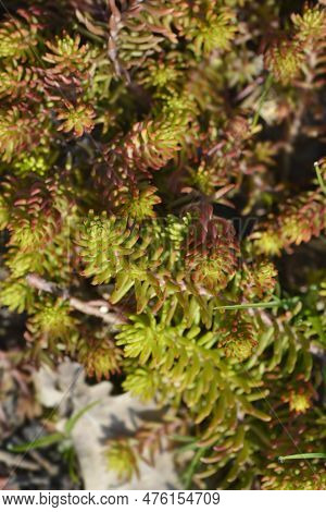 Rock Stonecrop Angelina Leaves In The Garden