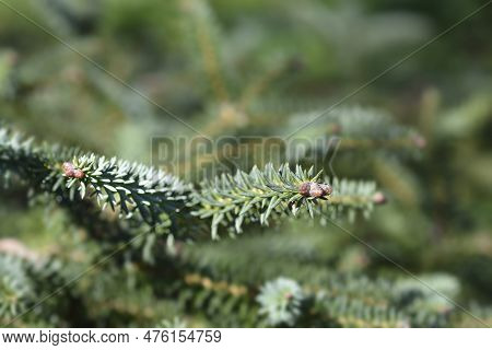 Blue Spanish Fir Branch In The Spring