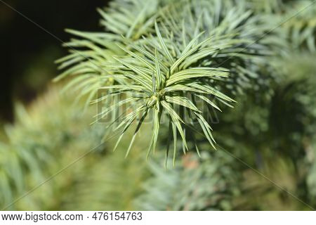 Taiwan Coffin Fir Branch With Flowers In The Spring