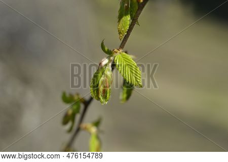 Common Hornbeam Branch With New Leaves In The Spring